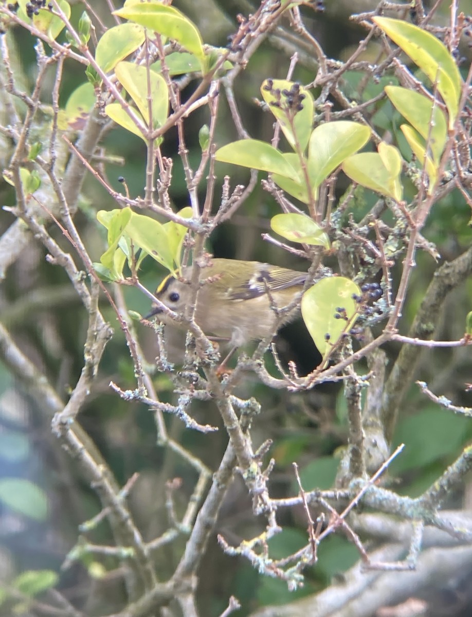 králíček obecný - ML547578151