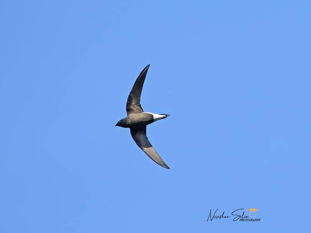 Brown-backed Needletail - ML547578421
