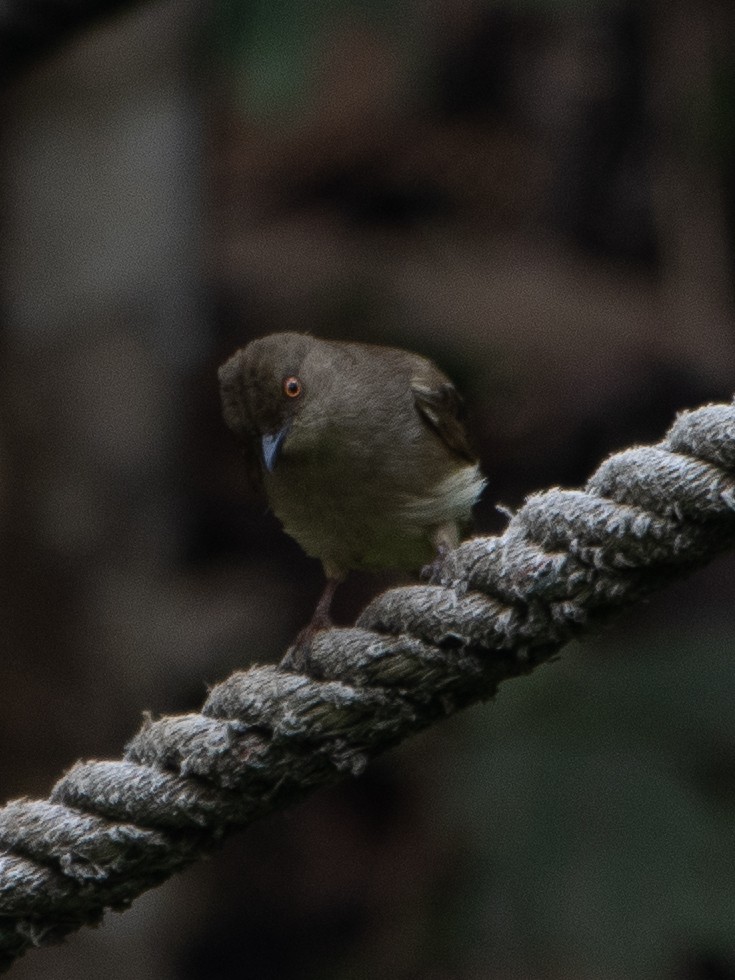 Red-eyed Bulbul - ML547579161