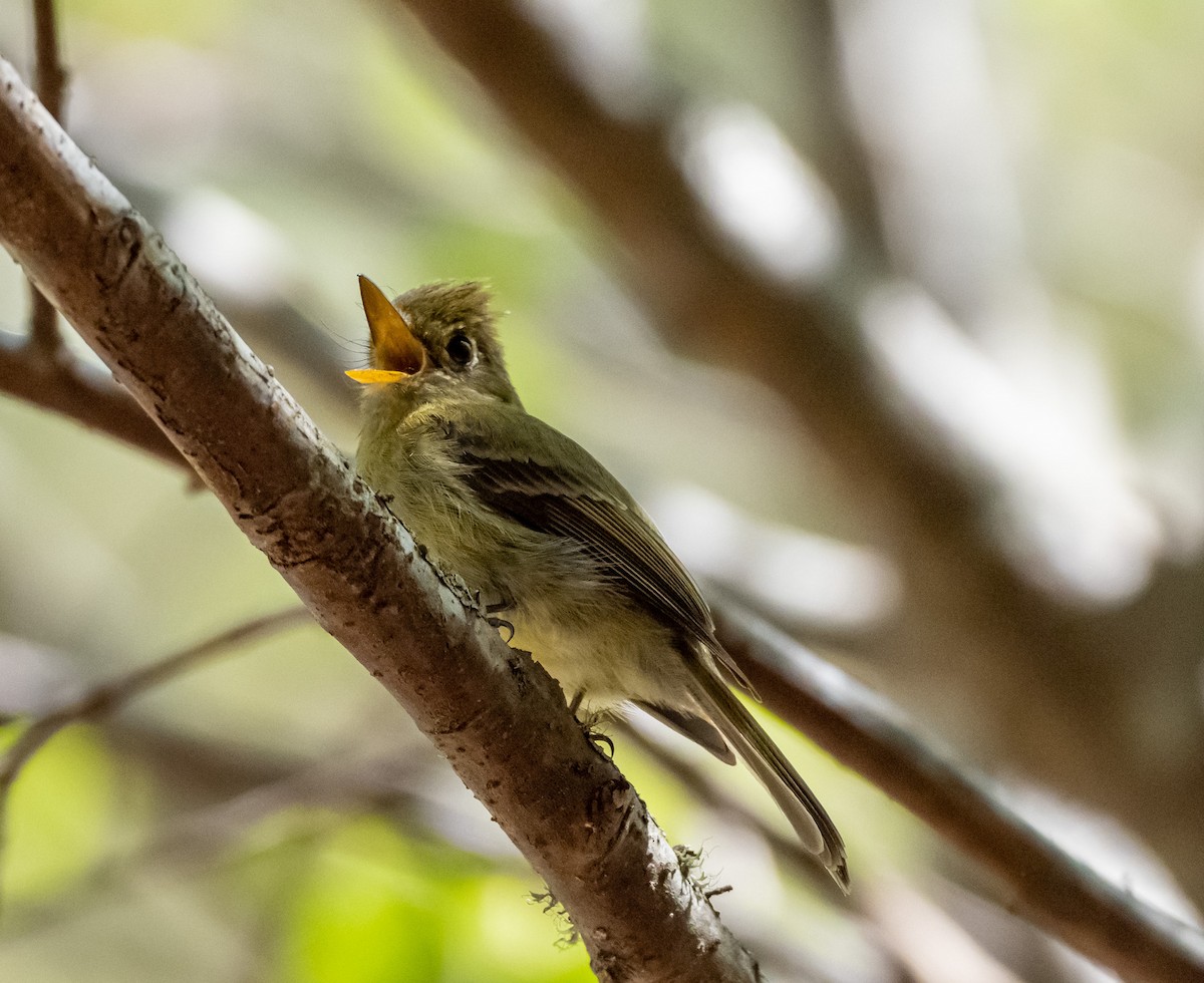 Yellowish Flycatcher - Damian Dlugolecki