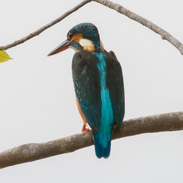 Common Kingfisher - ML547580171