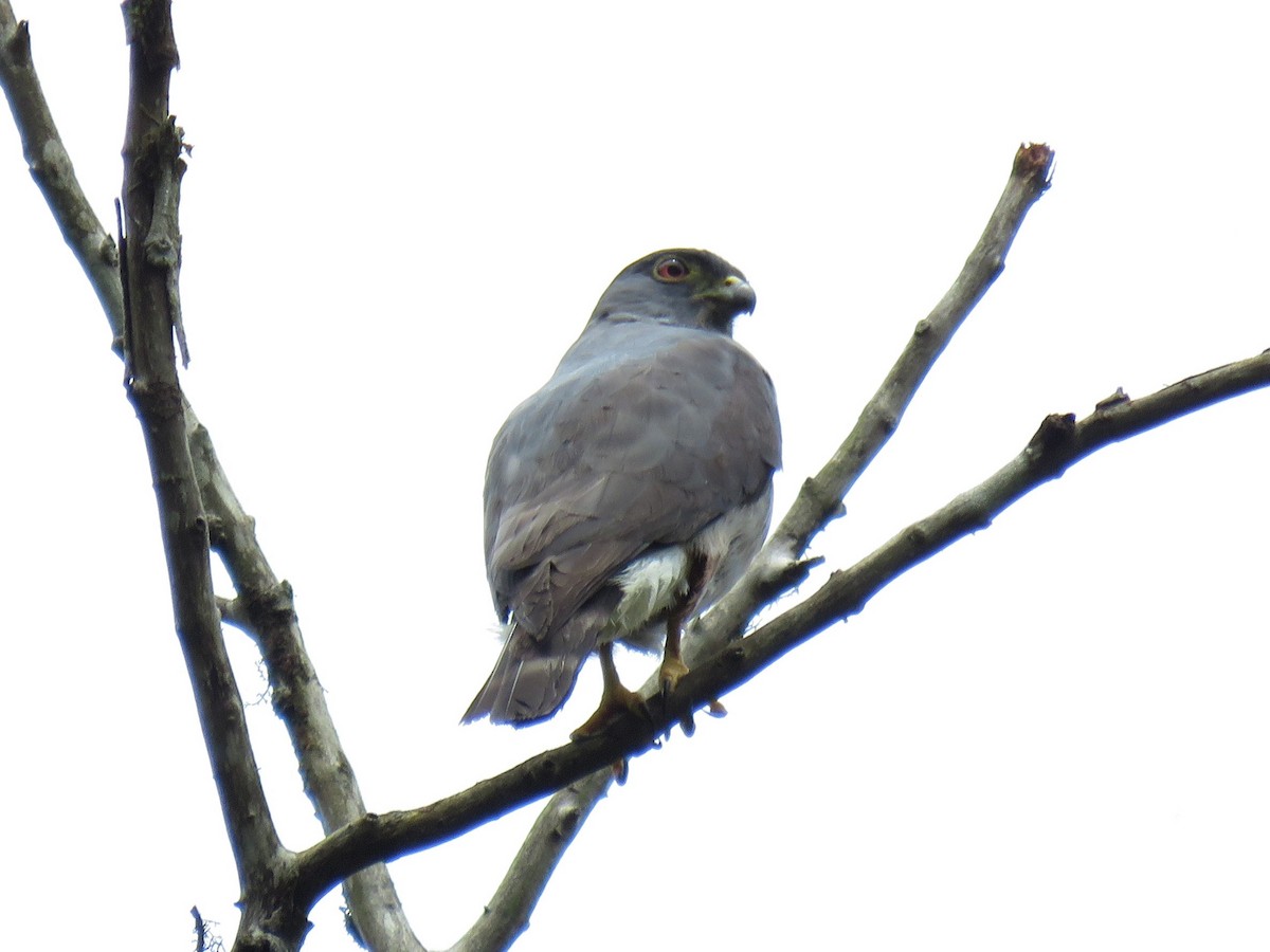 Rufous-thighed Kite - ML547582221