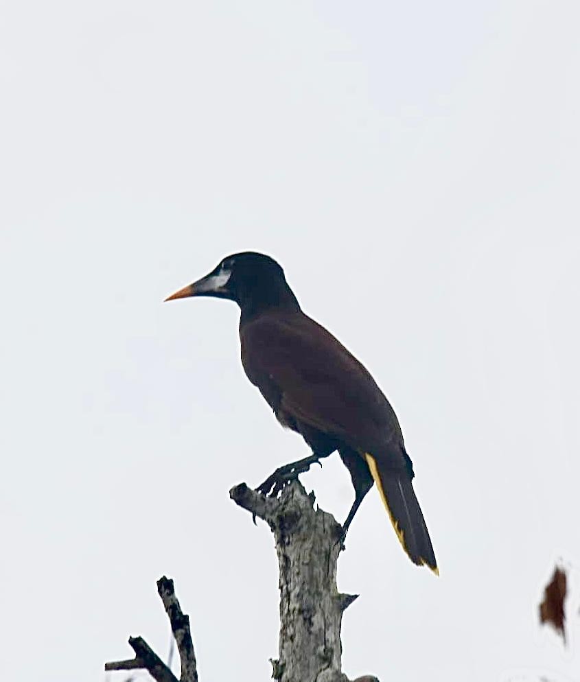 Montezuma Oropendola - David Love