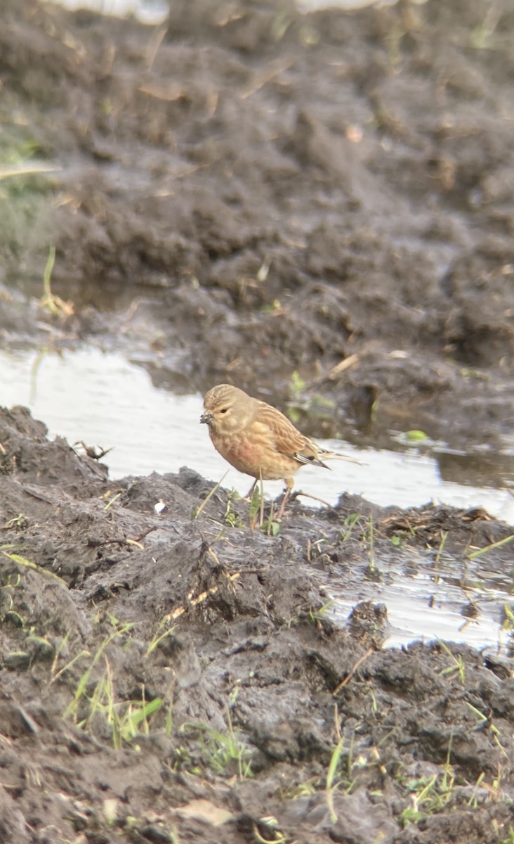 konopka obecná - ML547582701