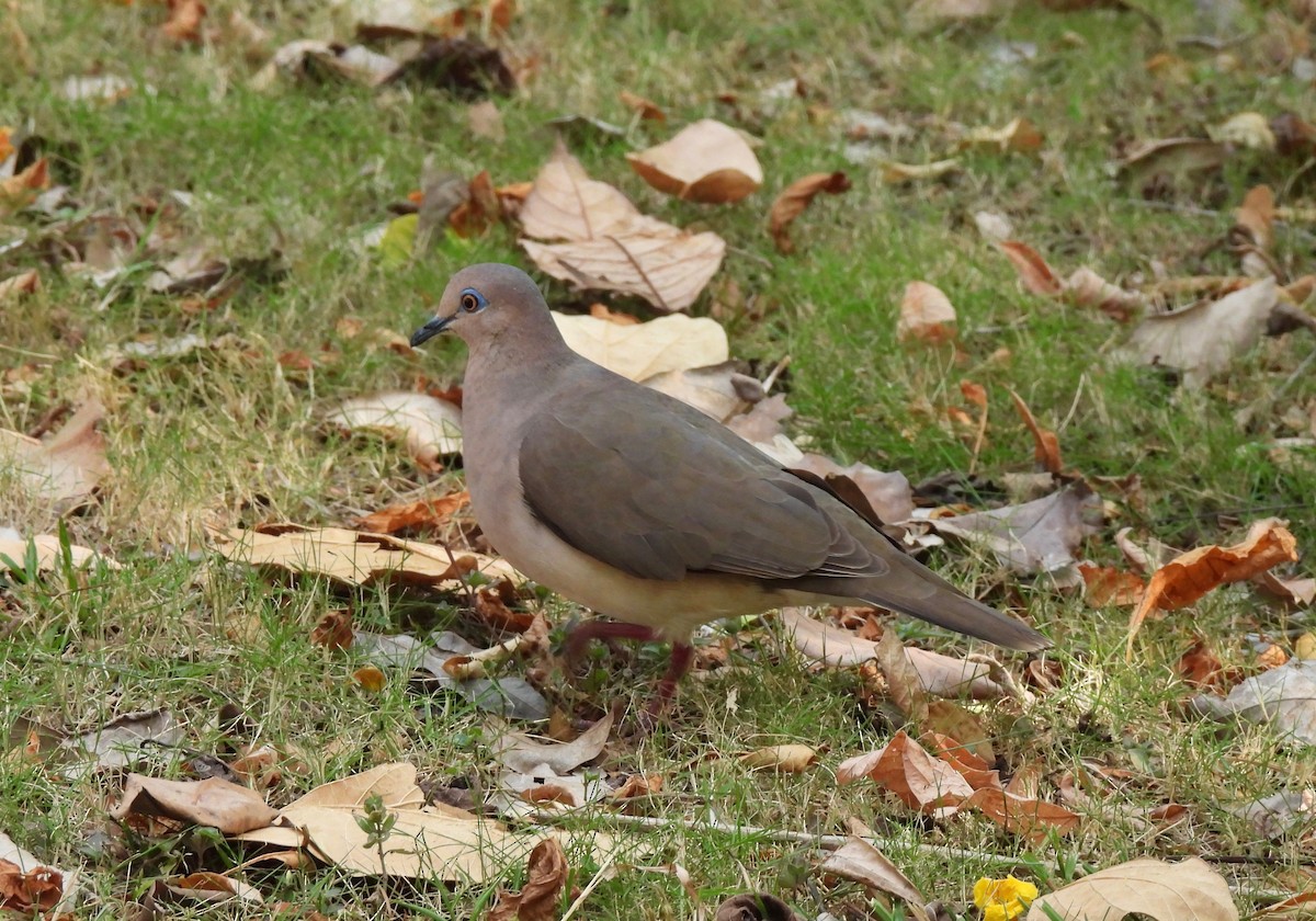 White-tipped Dove - Barb Thomascall