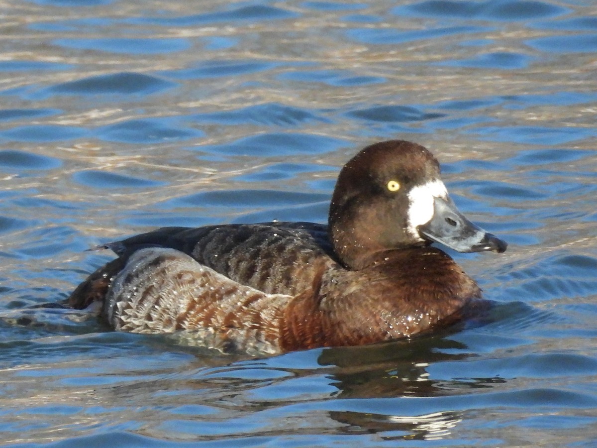 Greater Scaup - Joshua Baker