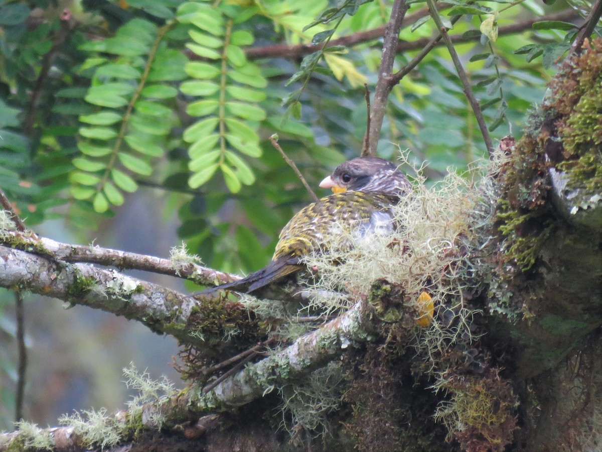 Cotinga Tijereta (flavirostris) - ML547584461