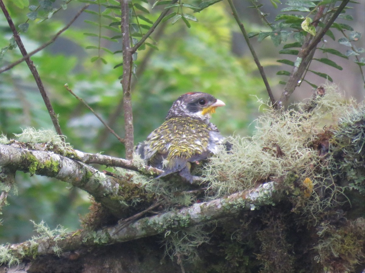 Cotinga Tijereta (flavirostris) - ML547584661