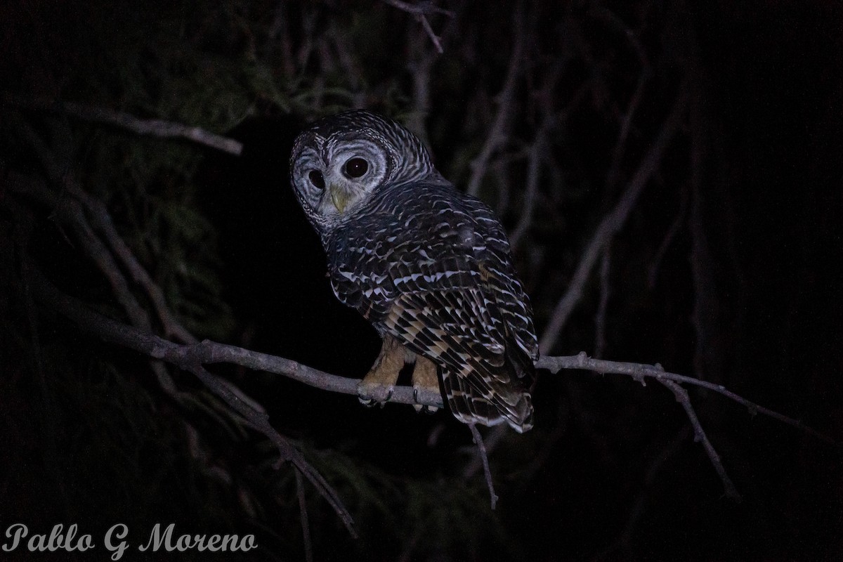 Chaco Owl - Pablo Moreno