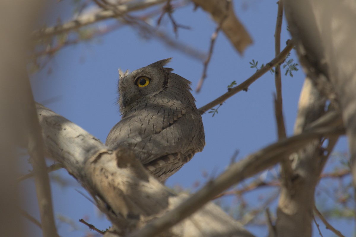 Pallid Scops-Owl - Béla Bartsch