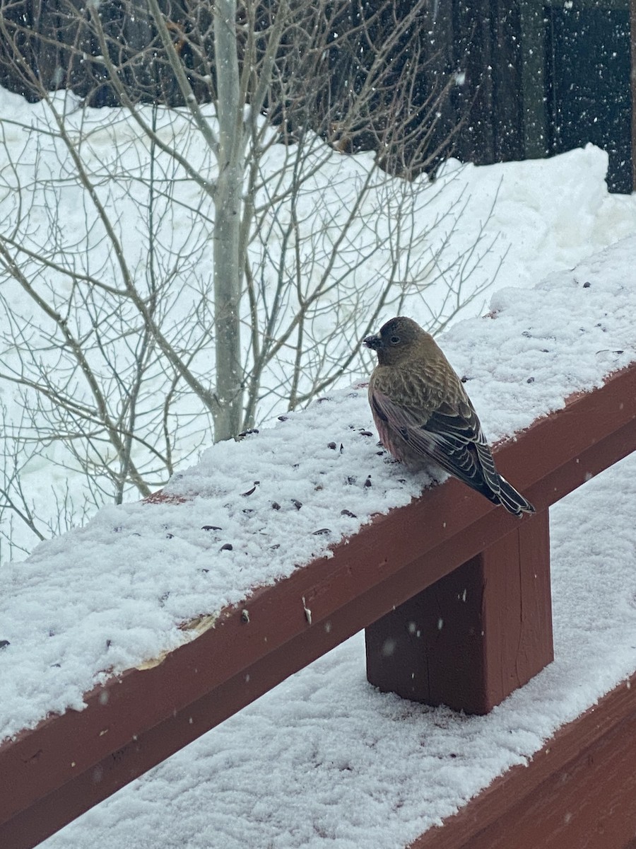 Brown-capped Rosy-Finch - Lisa Brin