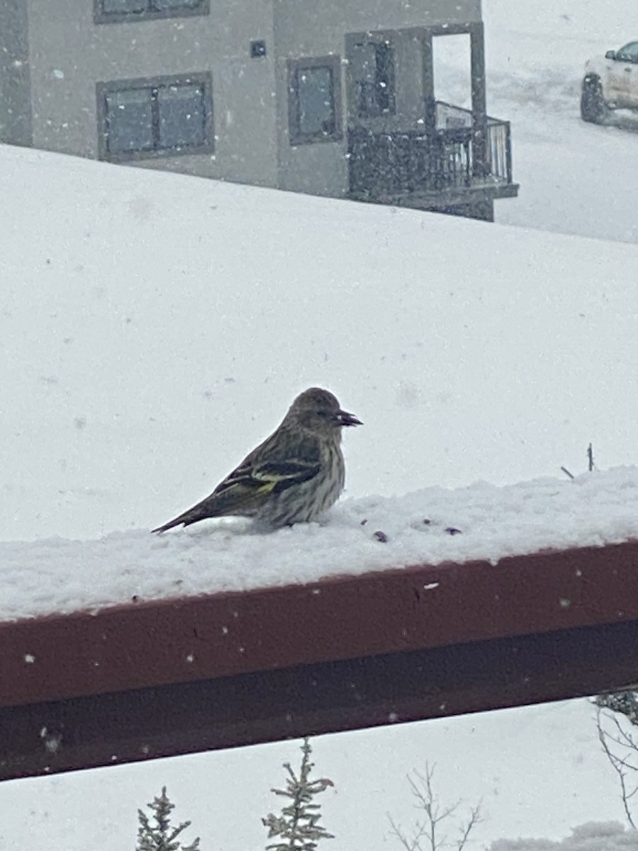 Pine Siskin - Lisa Brin