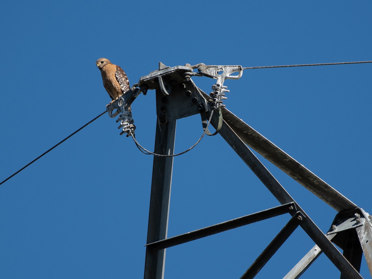 Red-shouldered Hawk - ML547587861