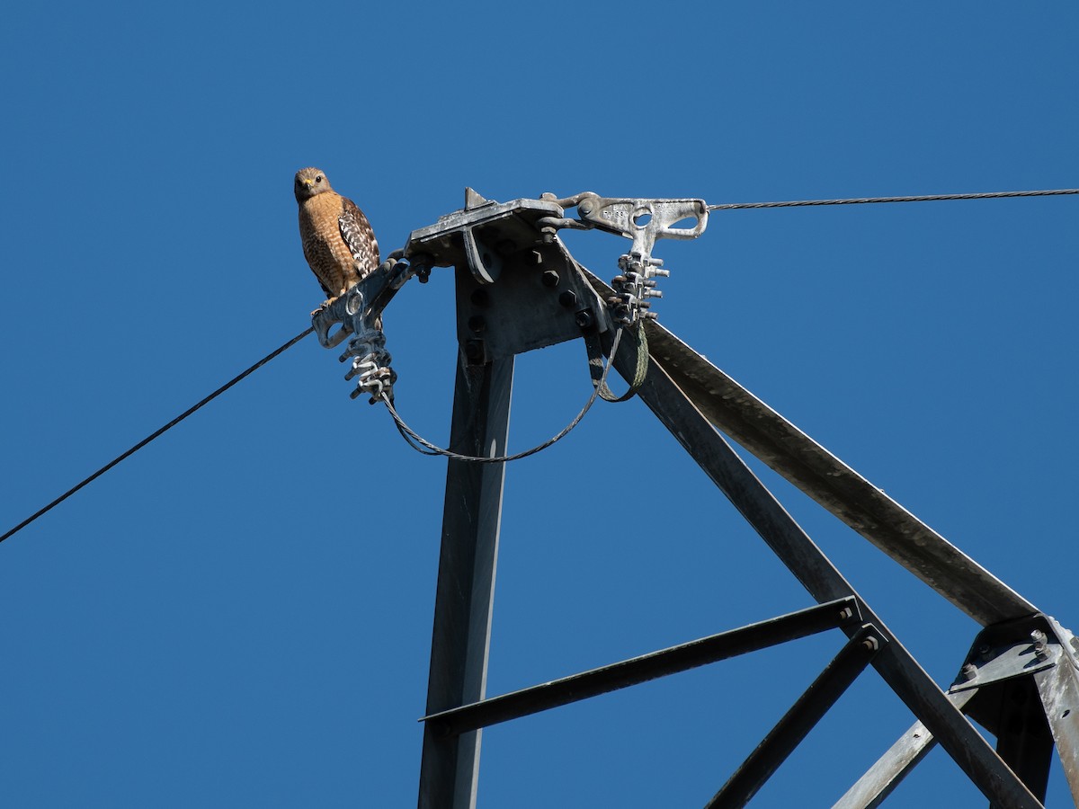 Red-shouldered Hawk - ML547587871