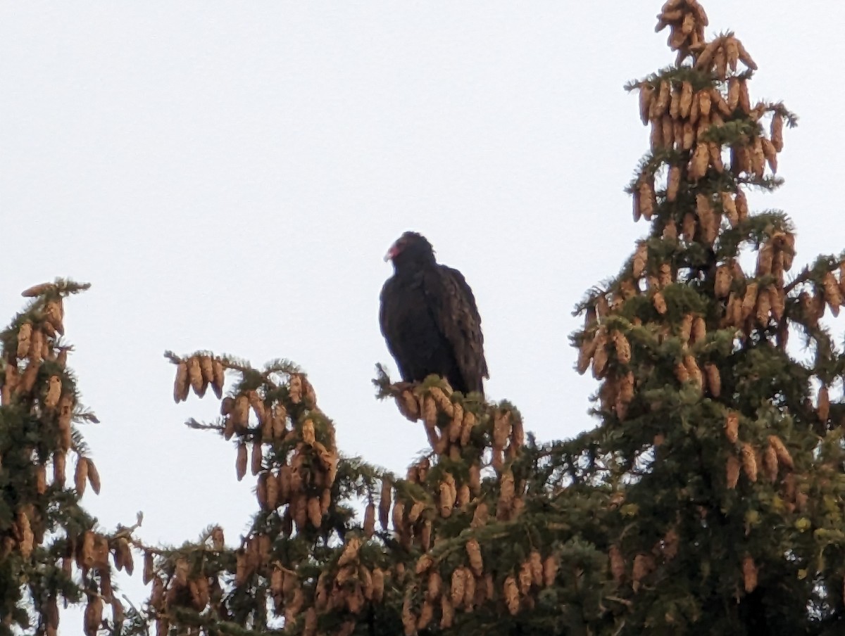 Turkey Vulture - ML547588101