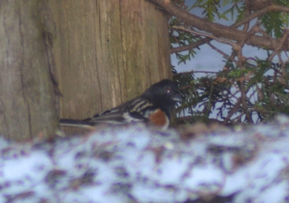 towhee sp. - ML54758891