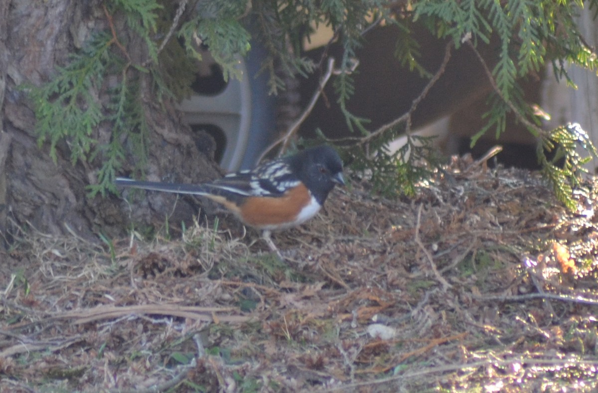 towhee sp. - ML54758911