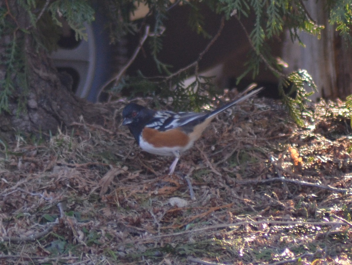 towhee sp. - Joseph Kurtz