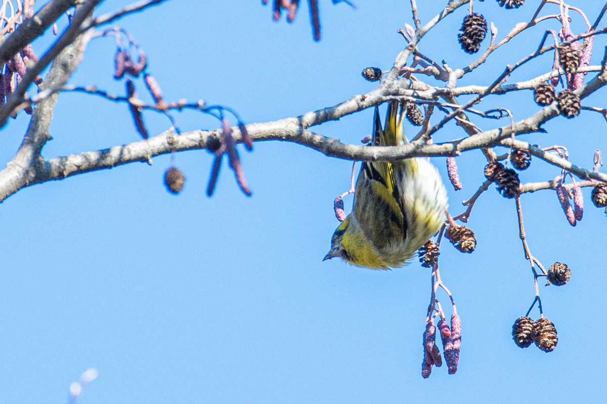 Eurasian Siskin - ML547589661