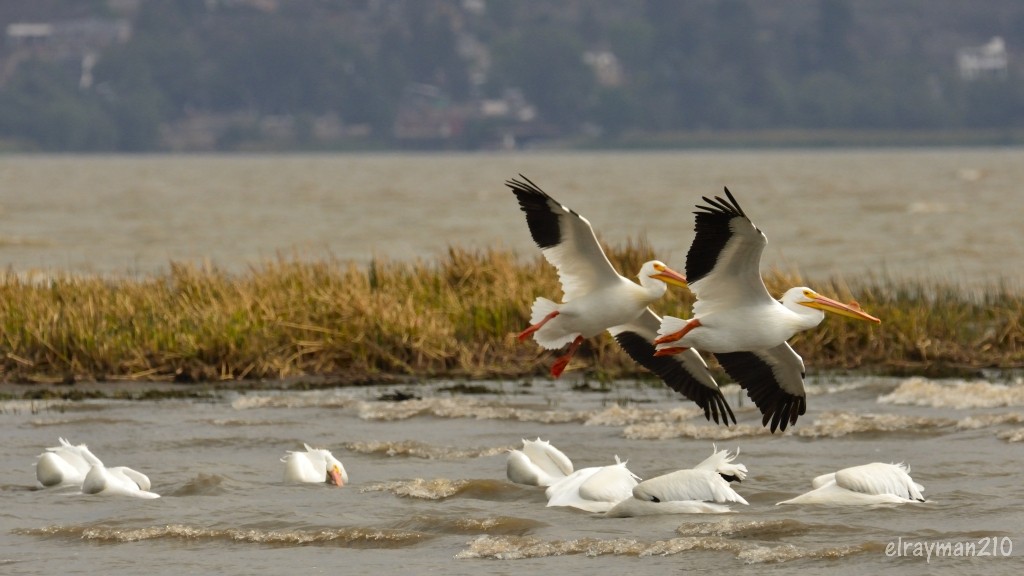 American White Pelican - ML547589911