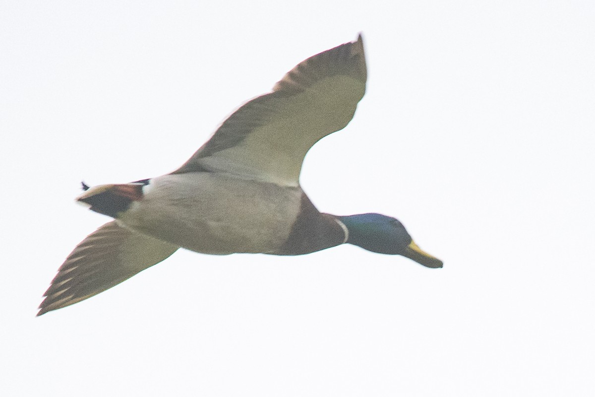 Stockente - ML547590081