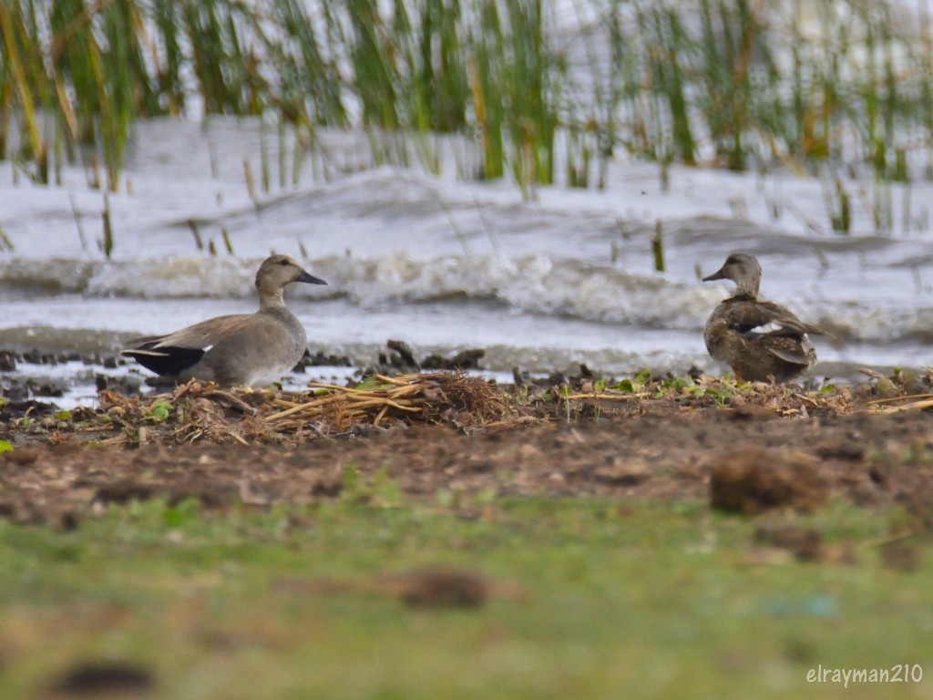 Gadwall - ML547590361