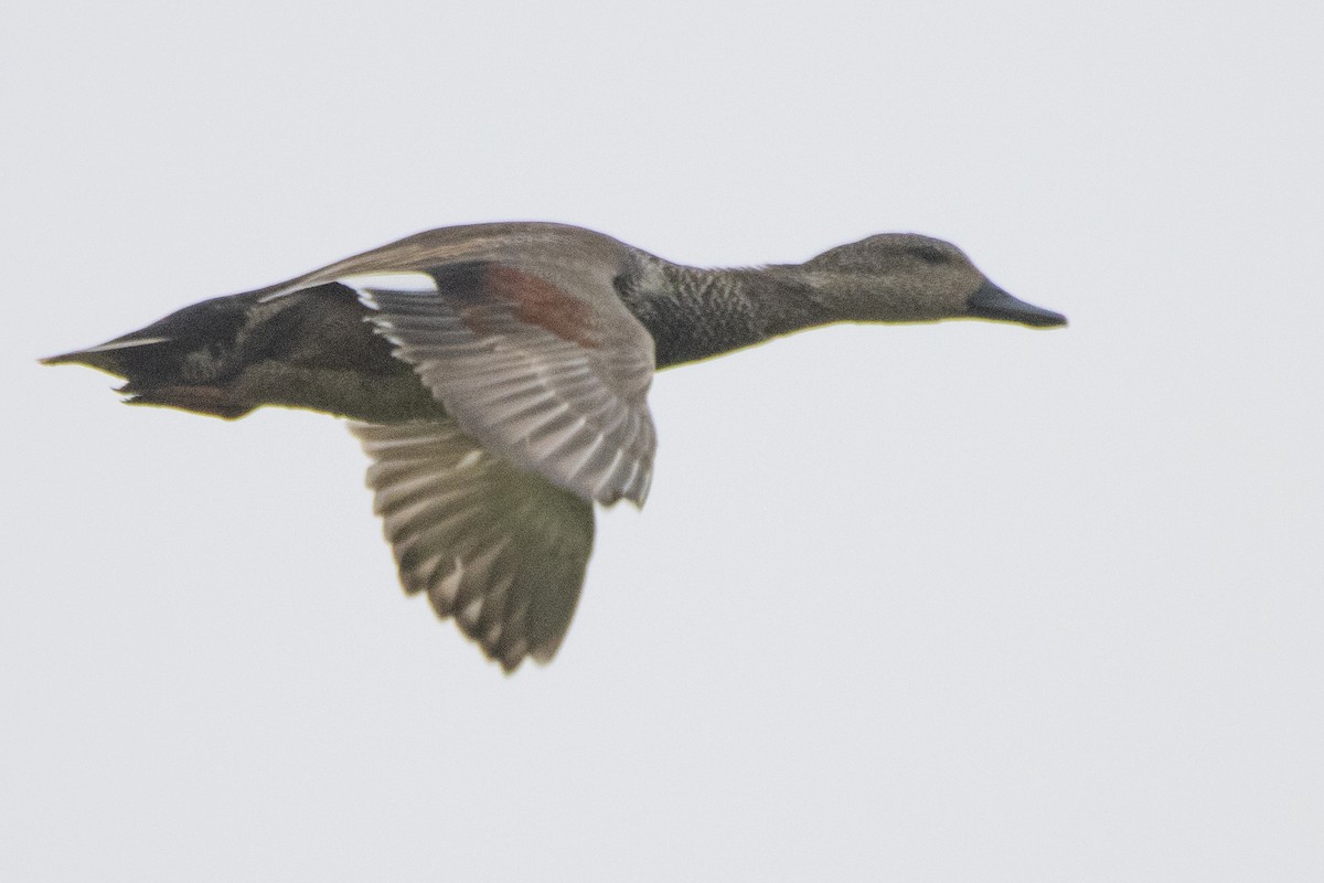 Бор нугас - ML547590411