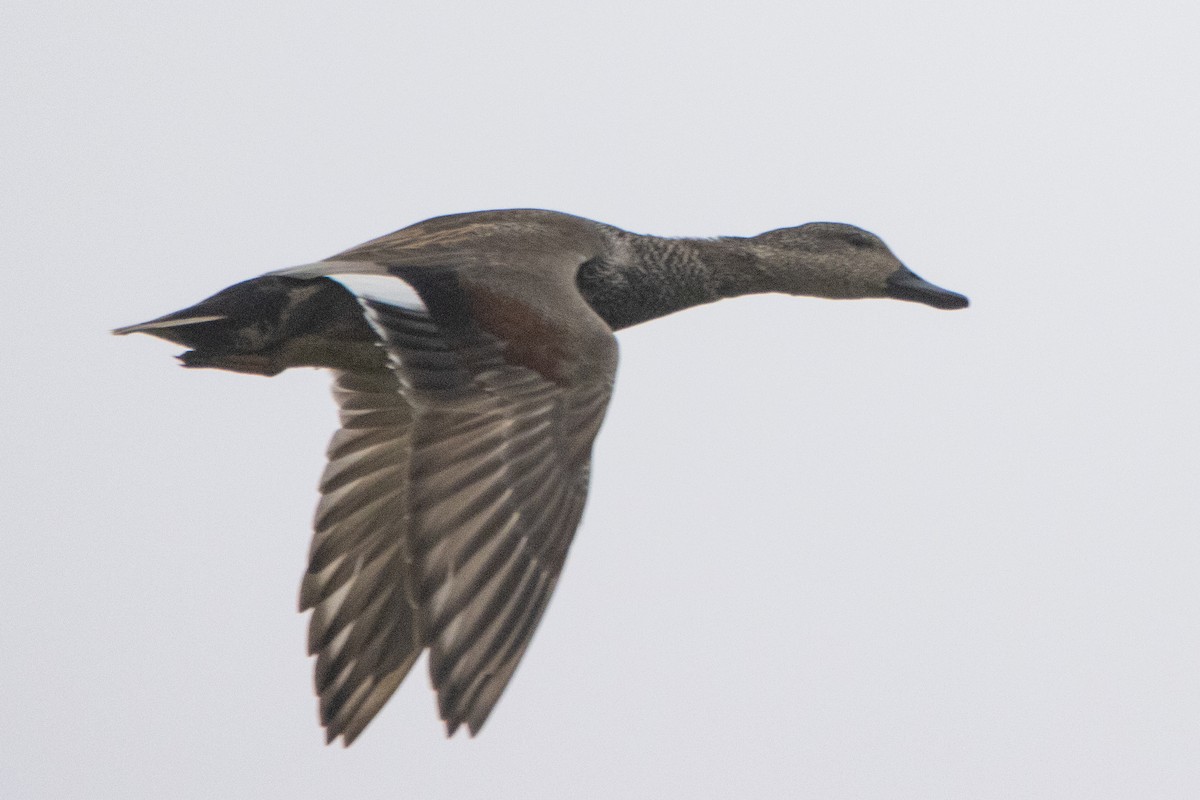 Бор нугас - ML547590421