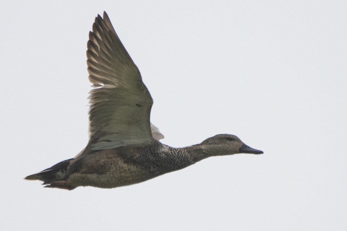 Бор нугас - ML547590431