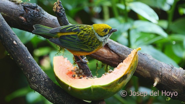 Silver-throated Tanager - ML547592231