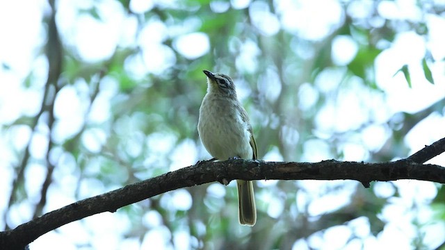 White-browed Bulbul - ML547592621