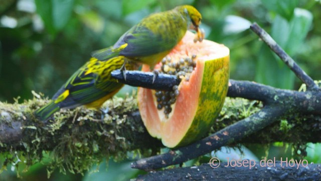 Silver-throated Tanager - ML547593021