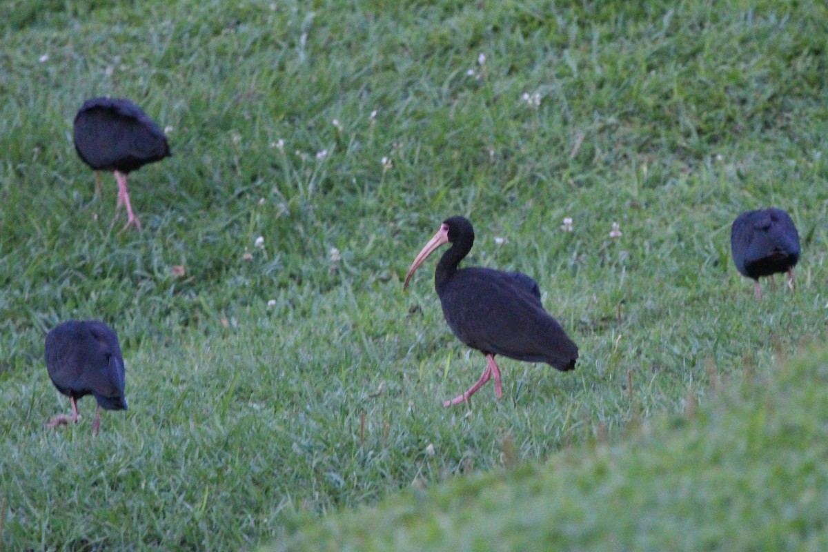 ibis tmavý - ML547593061