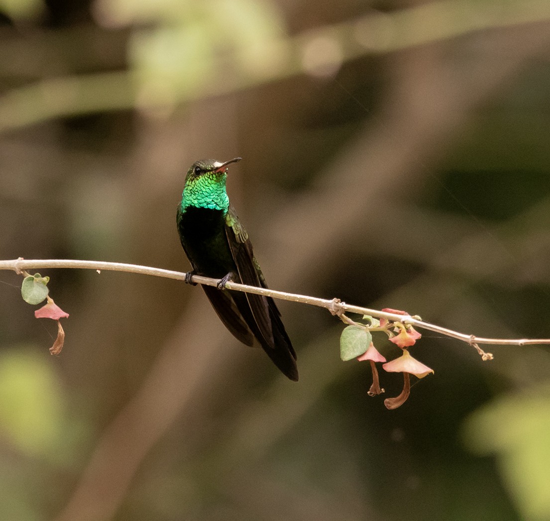 Hispaniolan Emerald - Iván Mota