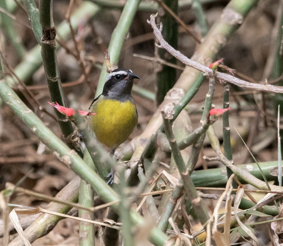 Bananaquit (Greater Antillean) - ML547594221