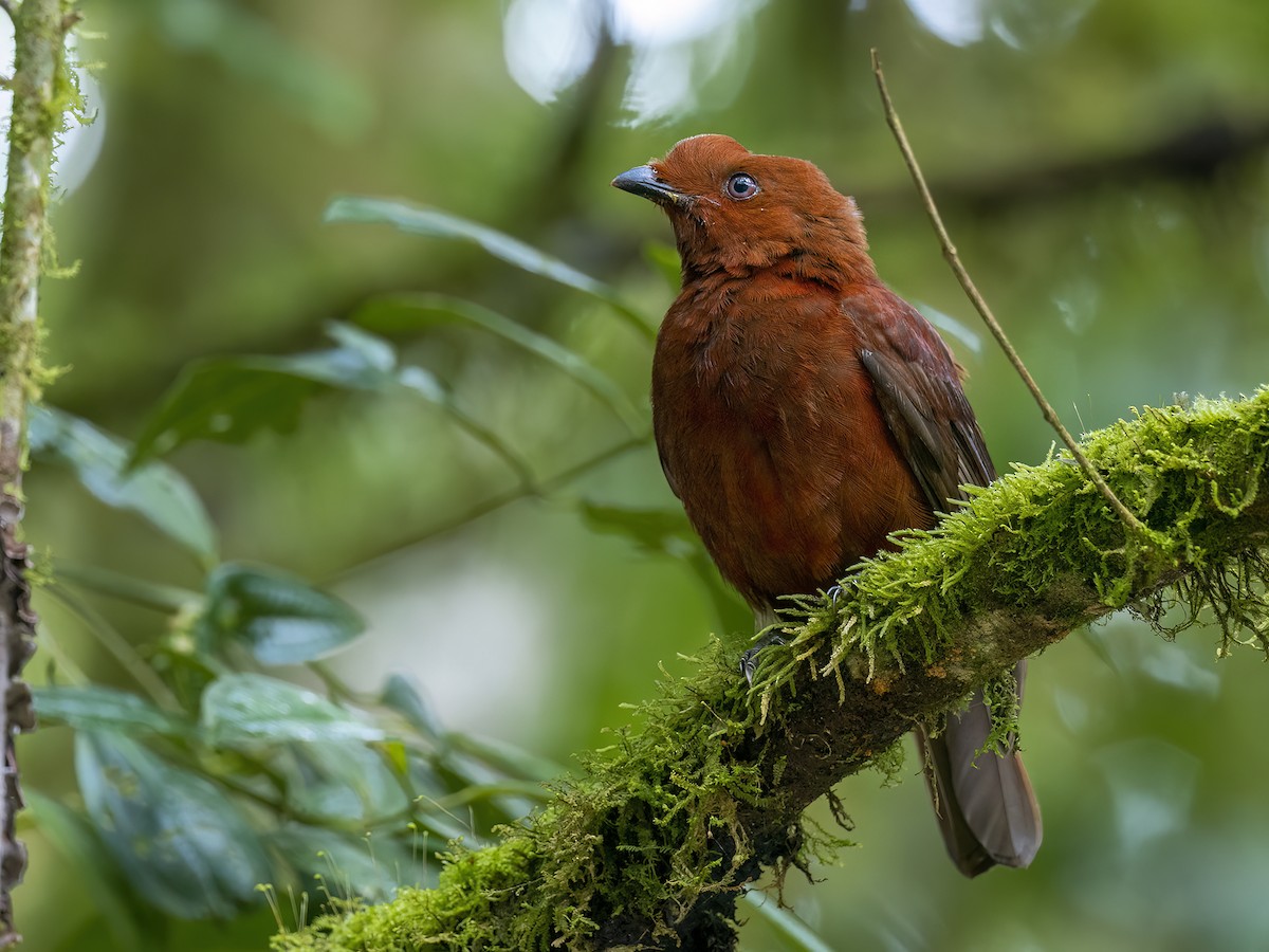 Andean Cock-of-the-rock - Andres Vasquez Noboa