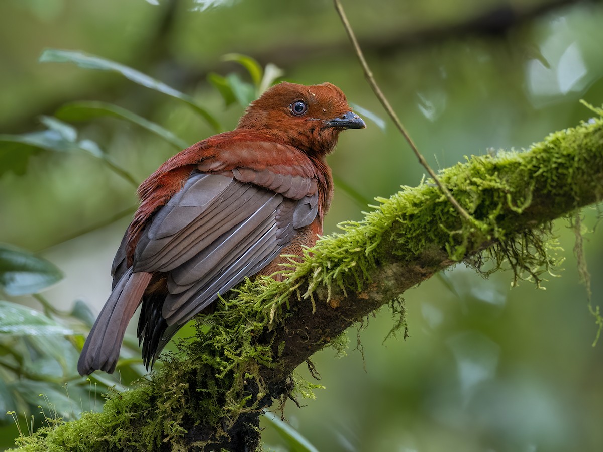 Andean Cock-of-the-rock - Andres Vasquez Noboa