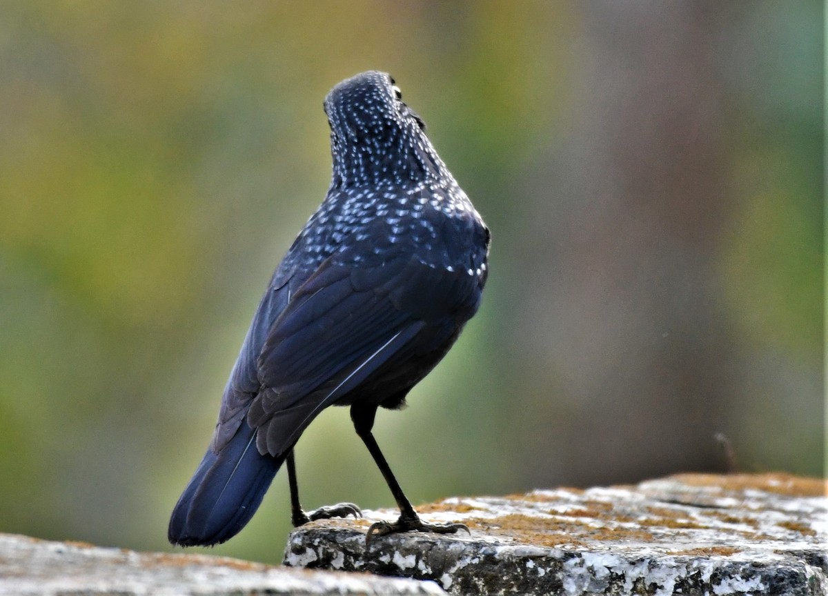 Blue Whistling-Thrush - ML547595341