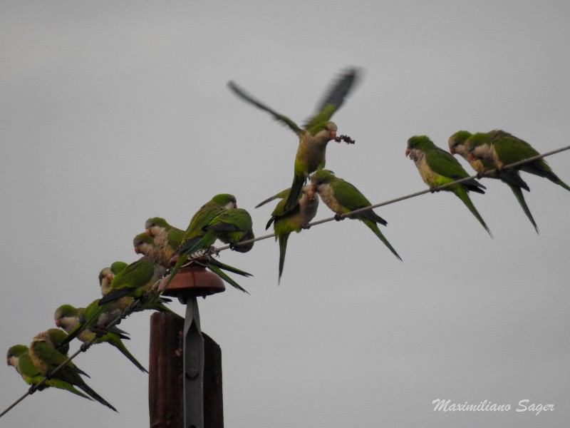 Monk Parakeet - ML54759731