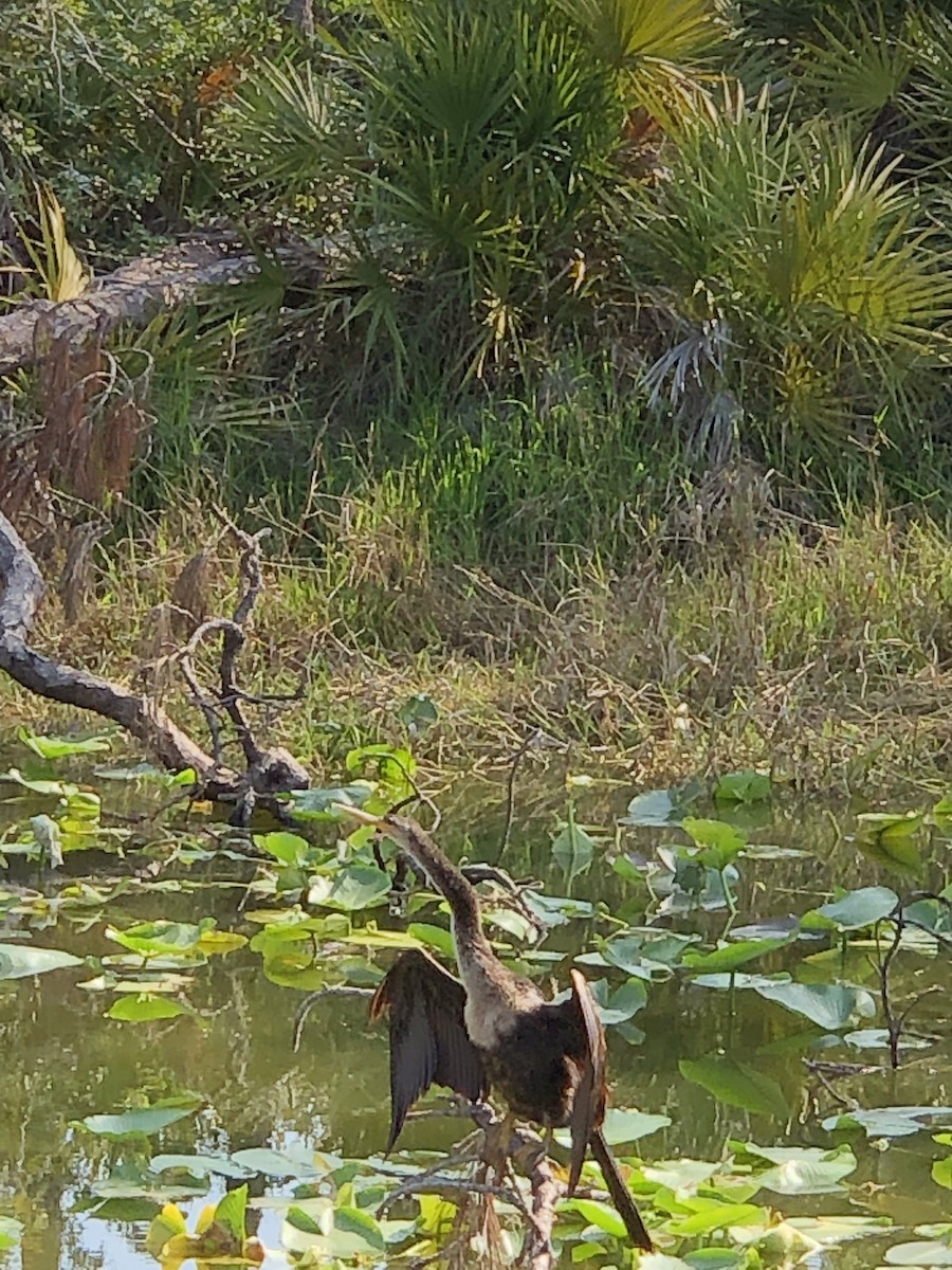 Anhinga - Helen Desjardins