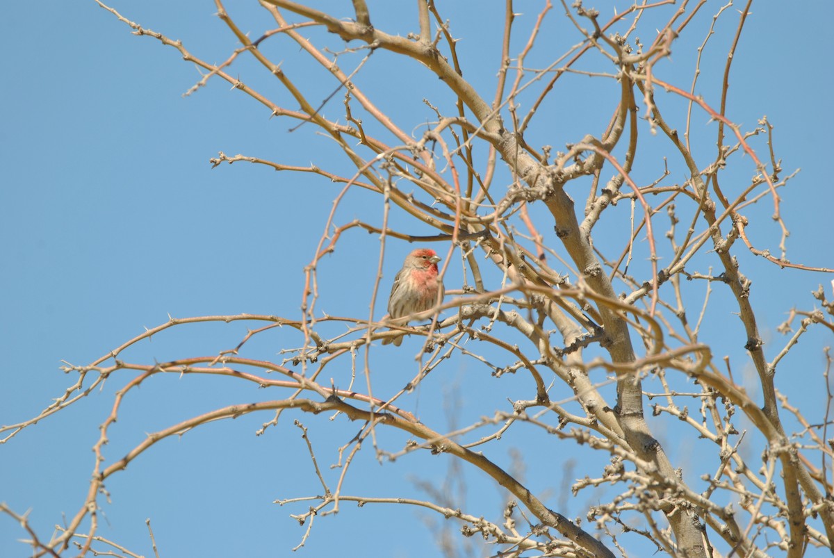 House Finch - ML547597741