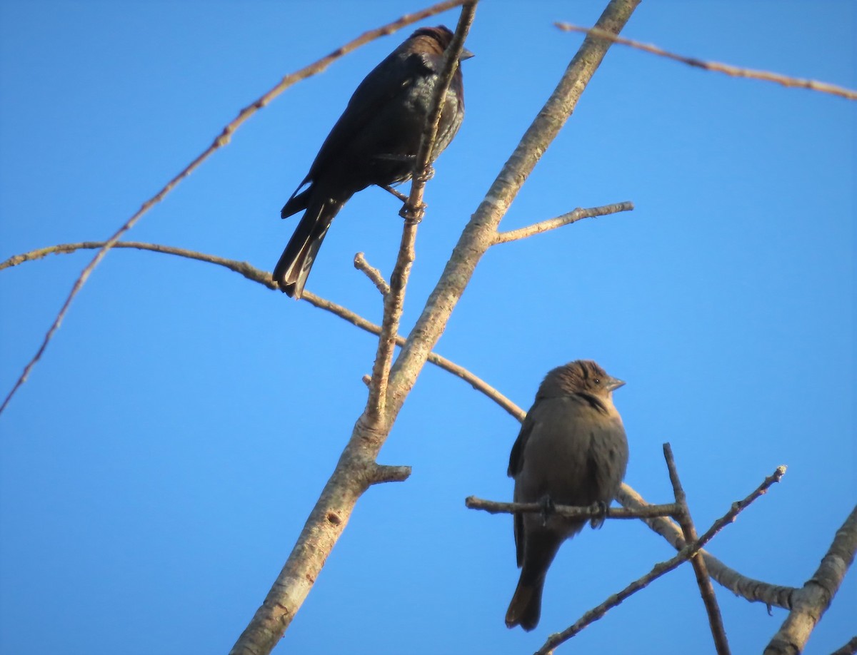 Brown-headed Cowbird - ML547597851