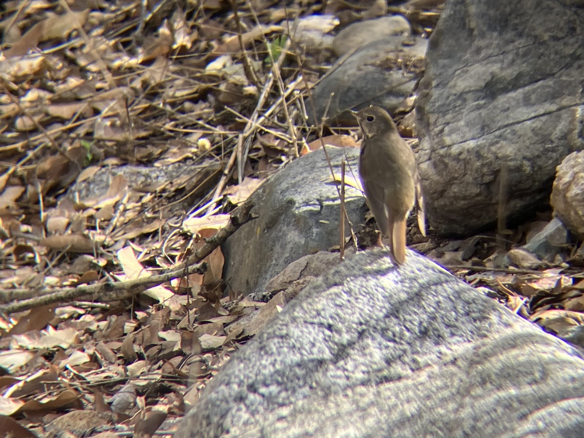 Hermit Thrush - ML547598141