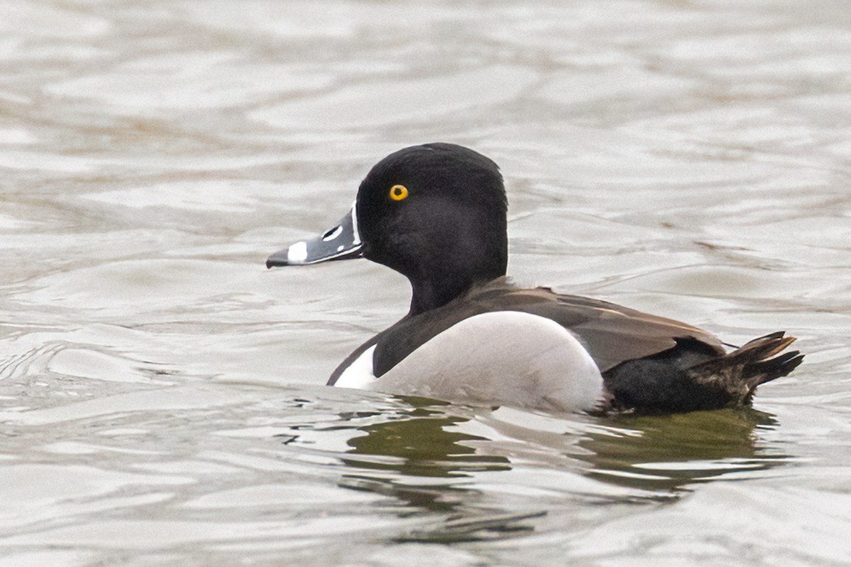 Ring-necked Duck - ML547598171