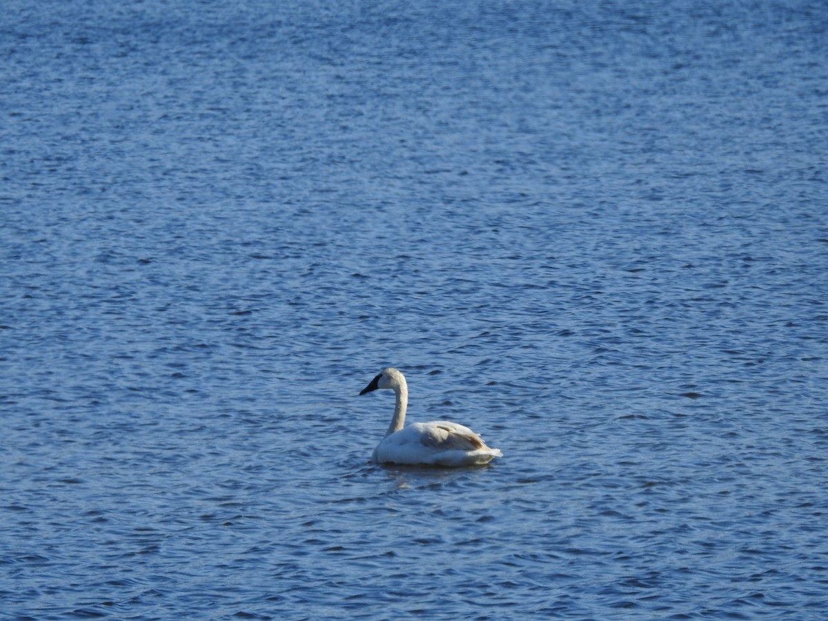 Trumpeter Swan - Thomas Galaskewicz