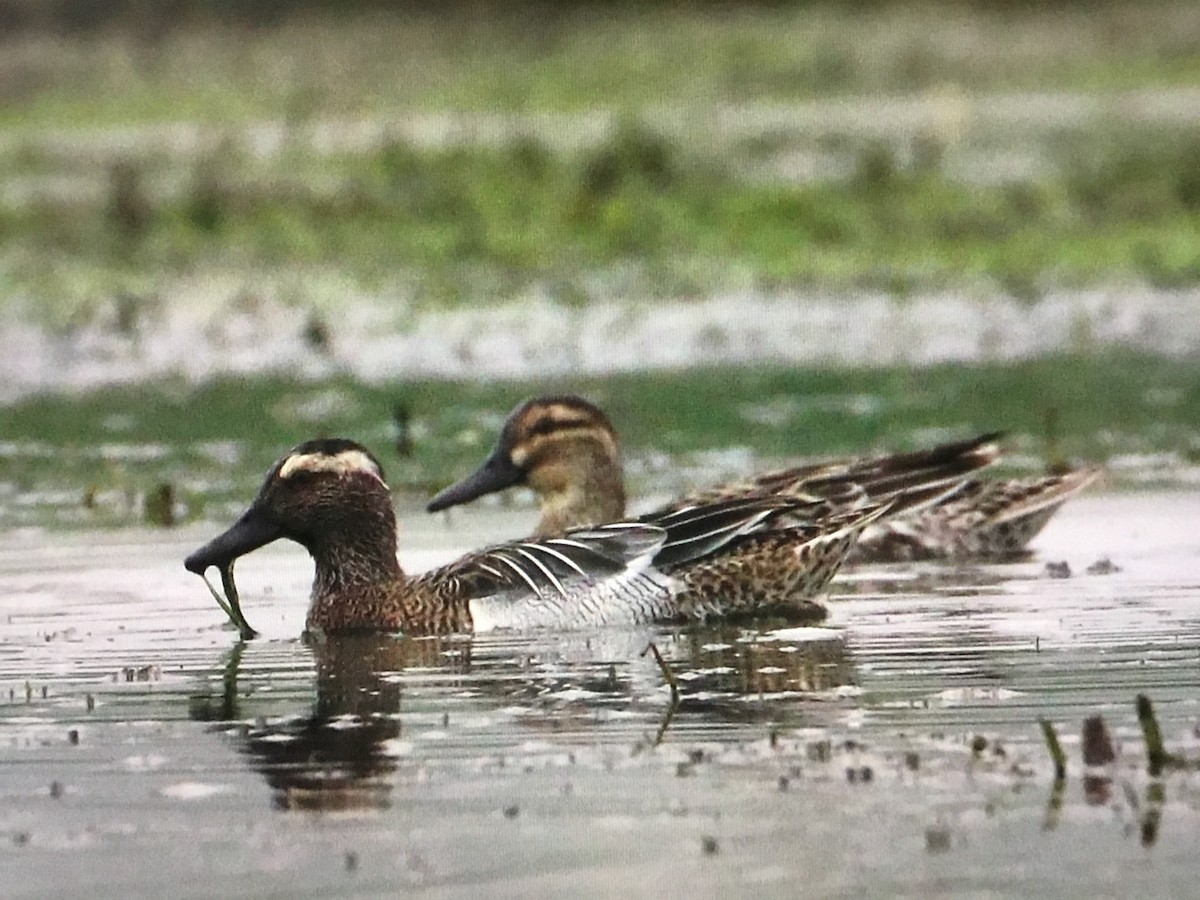 Garganey - ML547598631