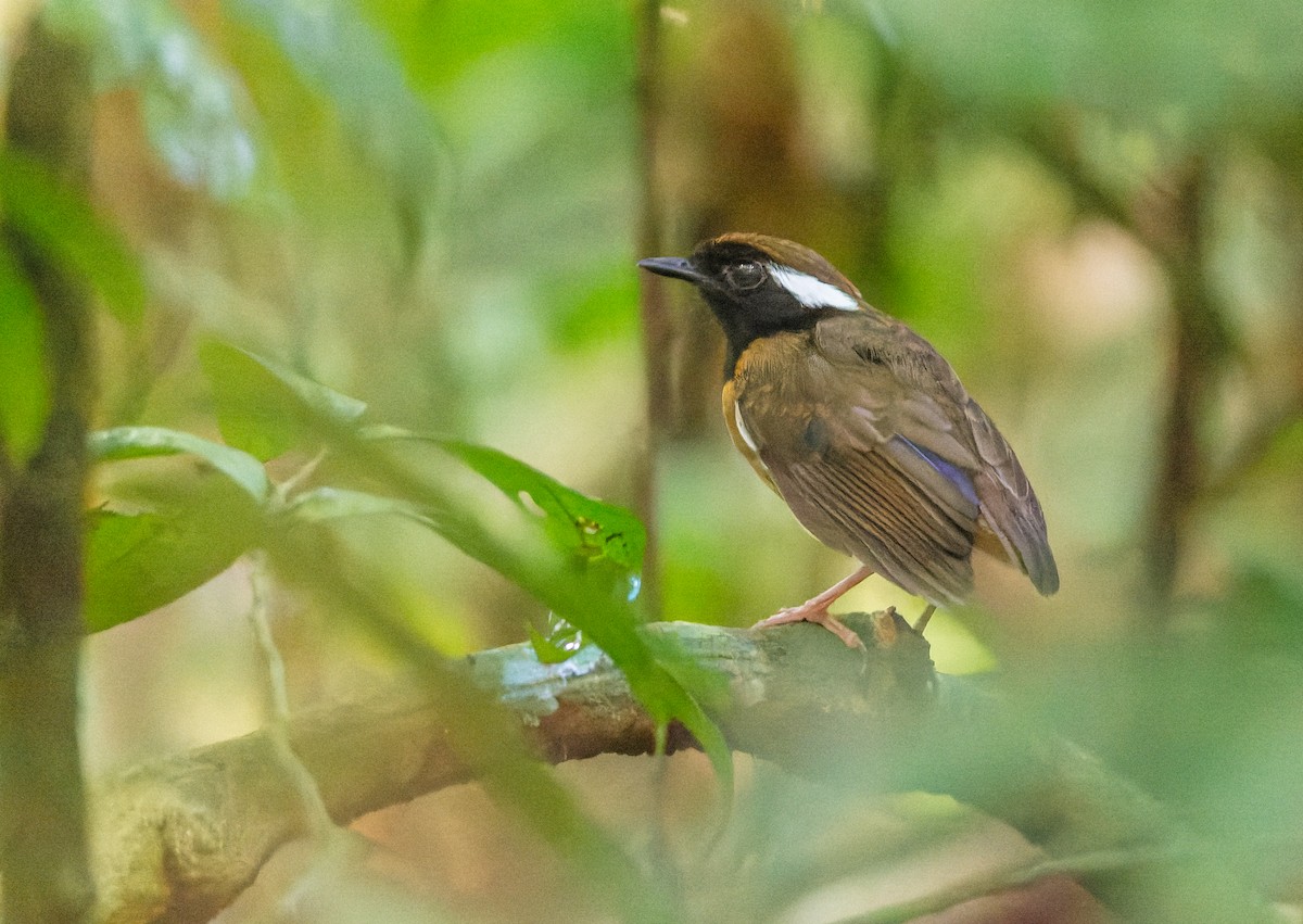 Black-breasted Gnateater - ML547599231