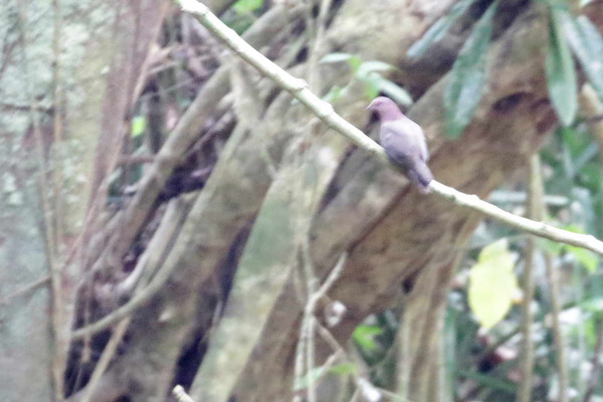 Short-billed Pigeon - Cameron Eckert