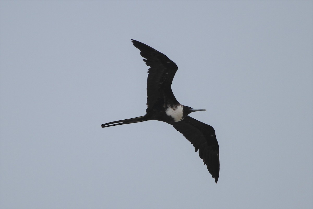 Magnificent Frigatebird - ML547599921