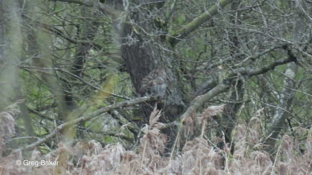 Tawny Owl - ML547600251